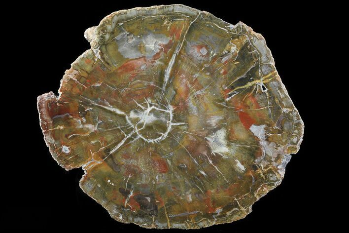 Dark Colorful Petrified Wood (Araucaria) - Madagascar #71888